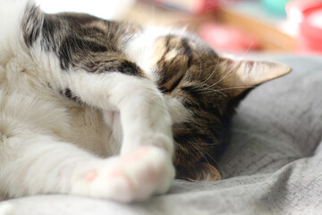 Fototapeta na wymiar Cute tabby cat sleeping on a bed. Selective focus.