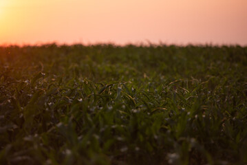 Young corn in the dawn sun. A whole field of corn sprouts twenty cm high. Spring shoots in the fields taken from a low angle.