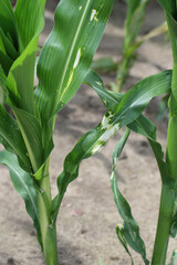 Phytotoxic effects of herbicide improper application on corn.