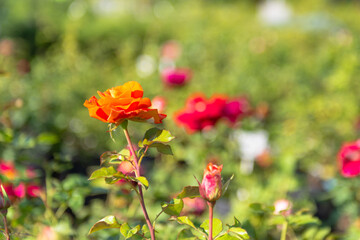 Fototapeta premium A young red rose. The spring riot combined in a rosebud.