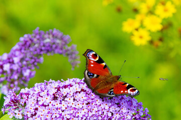 peacock butterfly sitting on a purple flower