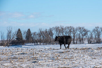 cow in snow