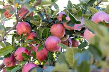 Branch full of fresh natural organic ripe Red Heirloom Delicious organic apples on branches in an apple tree, healthy vegetarian snack, diet friendly, sweet fruit with nutrition and vitamins