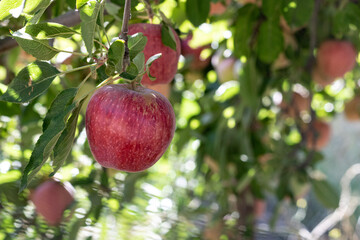 Branch full of fresh natural organic ripe Red Heirloom Delicious organic apples on branches in an apple tree, healthy vegetarian snack, diet friendly, sweet fruit with nutrition and vitamins