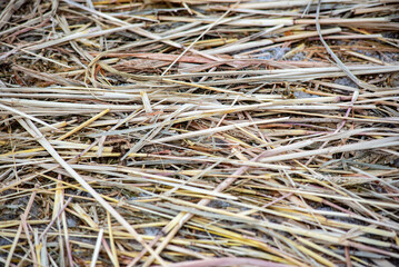 close up hay