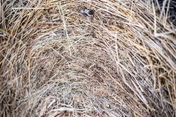 close up of hay bale