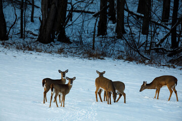 Fototapeta na wymiar Whitetail Deer in Snow | Herd of Does Browsing Near the Woods in Winter