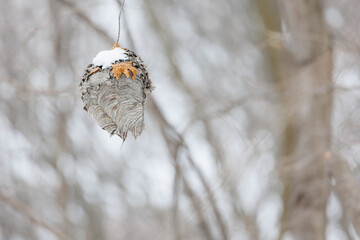 Deserted hornet or wasp nest dangling from a tree branch in winter