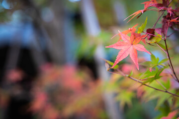 Detail of Japanese maple tree leaves with orange and red colors of fall in soft light.