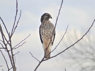 hawk on a branch