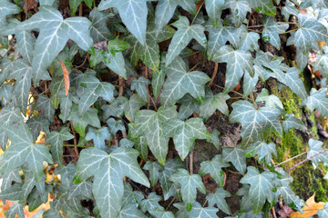 Ivy (Hedera helix) grows in the wild in the forest