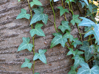 Ivy (Hedera helix) grows in the wild in the forest