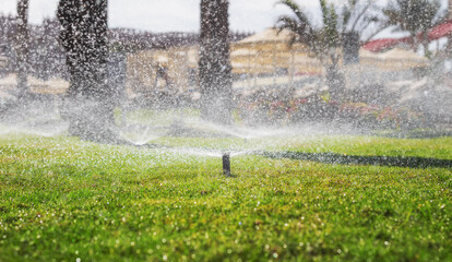 Naklejka premium Irrigation system. Sprinklers watering green grass on the lawn.