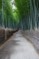 Obraz premium The Arashiyama Bamboo Forest in Kyoto, Japan in the early morning with a trail through the forest.