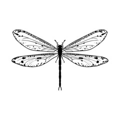 Contour drawing of a dragonfly on a white background. Doodle style. A design element.