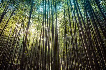 The Arashiyama Bamboo Forest in Kyoto, Japan in the early morning with a trailA pathway through a bamboo forest in the early morning at Kodaiji Temple in Kyoto Japan.