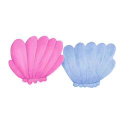 cartoon two sea and sand shells pink and blue on a white background, stones, ocean, nature, scallop