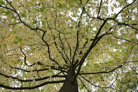 Die Krone von einem Ahornbaum mit gelben und wenige grüne Blätter  von unten fotografiert.