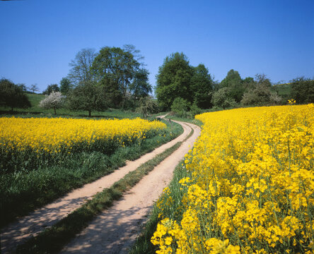 Feldweg im Odenwald
