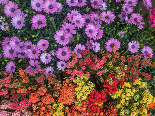 colorful flowers background