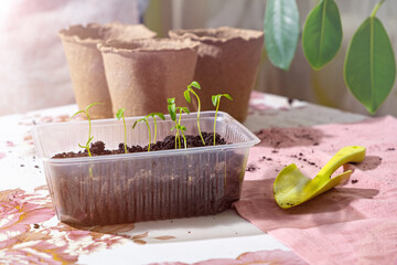 Pepper seedlings grow in plastic container in sunlight, peat pots, scoop. Early spring planting....