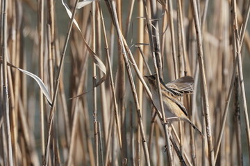 zitting cisiticola on the reed