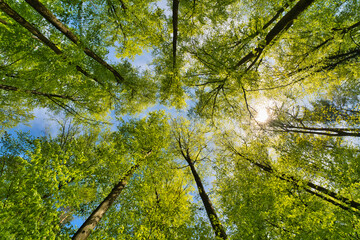a great view up into the trees direction sky