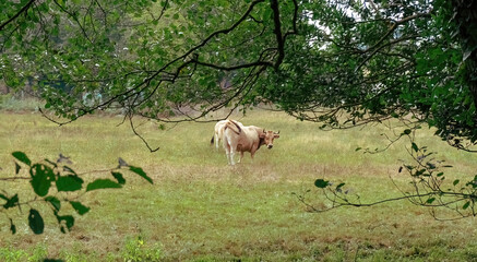 Cow grazing in a meadow under the trees