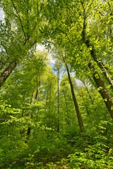 a great view up into the trees direction sky