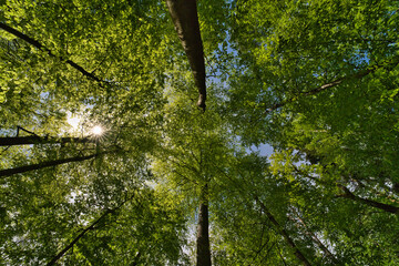 a great view up into the trees direction sky