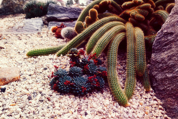 Cactus garden: Deep Texture and Color. Landscaping with cactus and succulents evokes a unique style.