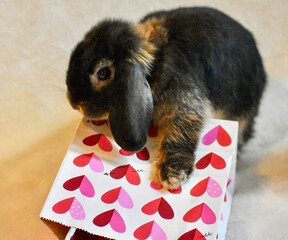 Cute lop ear baby bunny on  Valentines Day gift bag with heart picture 