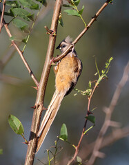 Speckled Mousebird, Kriger National Park