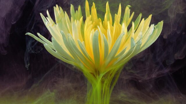 Living white chrysanthemum flower in streams of water-soluble paint.