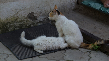 A cat feeds her kittens with her breast. Motherhood.