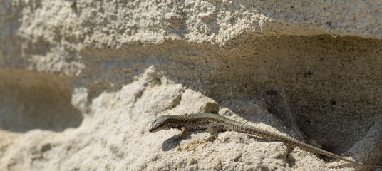 The sand lizard (Lacerta agilis) is a lacertid lizard. The habitat of the reptile is in a rocky area.  An old lizard resting on a rock on a Sunny day. The wise reptile, enjoy the passing life.