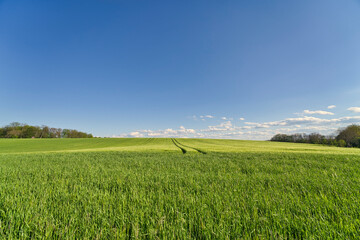 Fototapeta premium Beautiful sunset on wheat field and blue sky