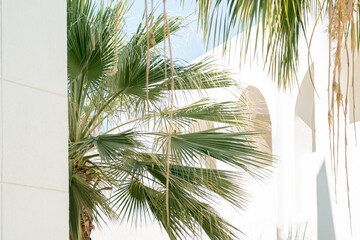 Fototapeta na wymiar Green leaves of Thrinax Radiata palm on the white Arabian architecture with arches.