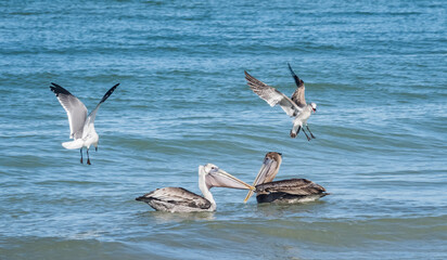 Birds feeding at the beach Florid USA