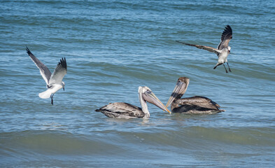 Birds feeding at the beach Florid USA