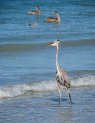 Birds feeding at the beach Florid USA