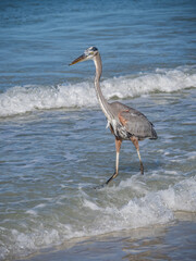 Birds feeding at the beach Florid USA