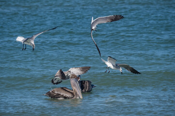 Fototapeta na wymiar Birds feeding at the beach Florid USA