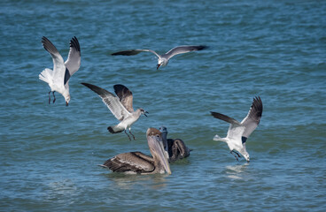 Naklejka premium Birds feeding at the beach Florid USA