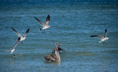 Birds feeding at the beach Florid USA