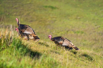 Wild turkeys (Meleagris gallopavo) walk on the hillside. Turkeys in their natural habitat.