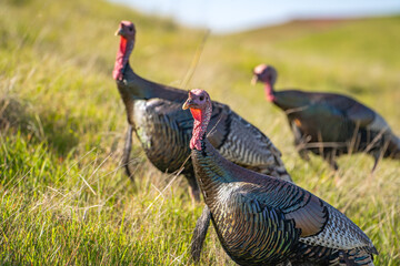 Fototapeta premium Wild turkeys (Meleagris gallopavo) walk in the meadow. Turkeys in their natural habitat.