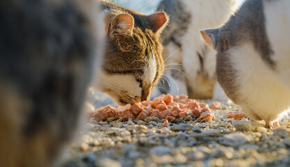 Close up of street cats eating cat food.