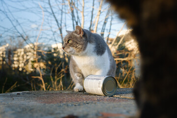 Street cat eating cat food from tin with its paw.