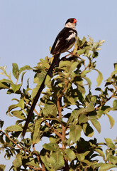 Pin-tailed Whydah, Pilanesberg National Park